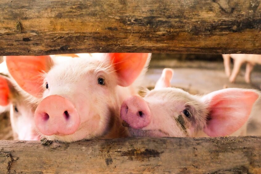 Close-up of a pig playing in a play yard in the farm so happy