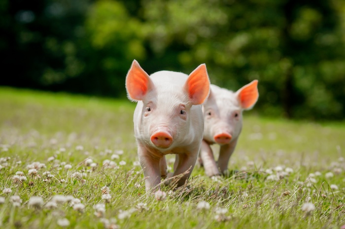 Zwei Ferkel laufen hintereinander auf einer Wiese, Sonnenschein